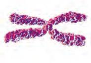 1 DNA ve GENETİ OD-1 6. 9. Aşağıda canlıların genetik yapısı ile ilgili olan yapılar numaralandırılarak gösterilmiştir. ukarıdaki yapı ile ilgili aşağıdakilerden hangisi yanlıştır?