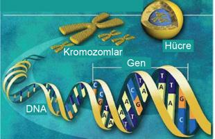 1. 2 DNA ve GENETİ OD-2 4. DNA nın bir zincirindeki organik baz sayısı bilinmektedir. sınıf öğrencisi olan Ayşe, arkadaşına romozom yapısı DNA dan büyüktür. demiştir.