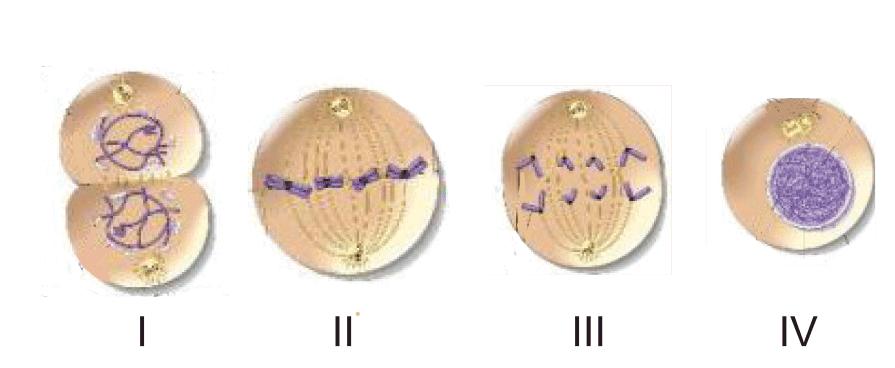MİTOZ-1 1. 3 Aşağıda verilen ifadelerden hangisi mitoz bölünme ve sonuçlarıyla ilgili doğru bir açıklama değildir? 4.