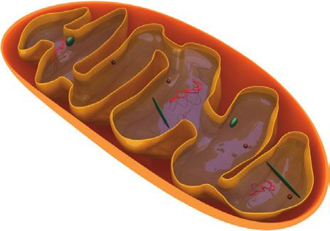 SOLUNUM 27 7. Aşağıda mitokondri organelinde gerçekleşen solunum olayı gösterilmiştir. 10.