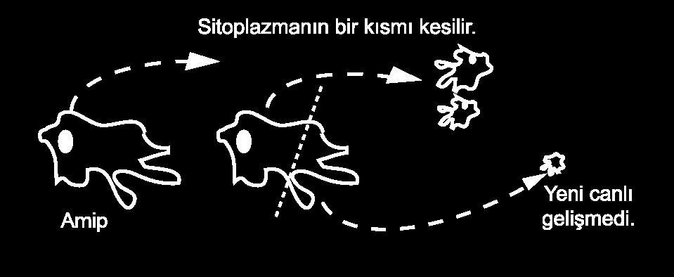 Amipin bölünerek çoğalması için çekirdeğe ihtiyacı vardır. II. Oluşan yeni yavru amiplerin sitoplazma miktarları birbirinden farklı olabilir. III. Amipin çoğalması mitozla gerçekleşir. A) I ve II.