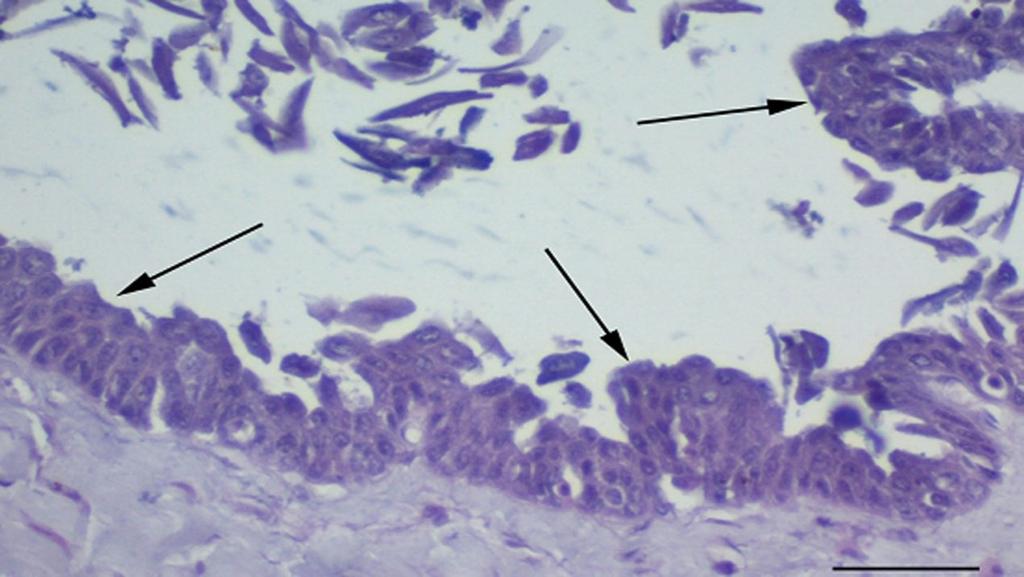 Özofagus; toraksa giriş yerindeki non-keratinize çok katlı yassı epitel hücreleri (oklar) HxE, Bar=100µm Şekil 4.