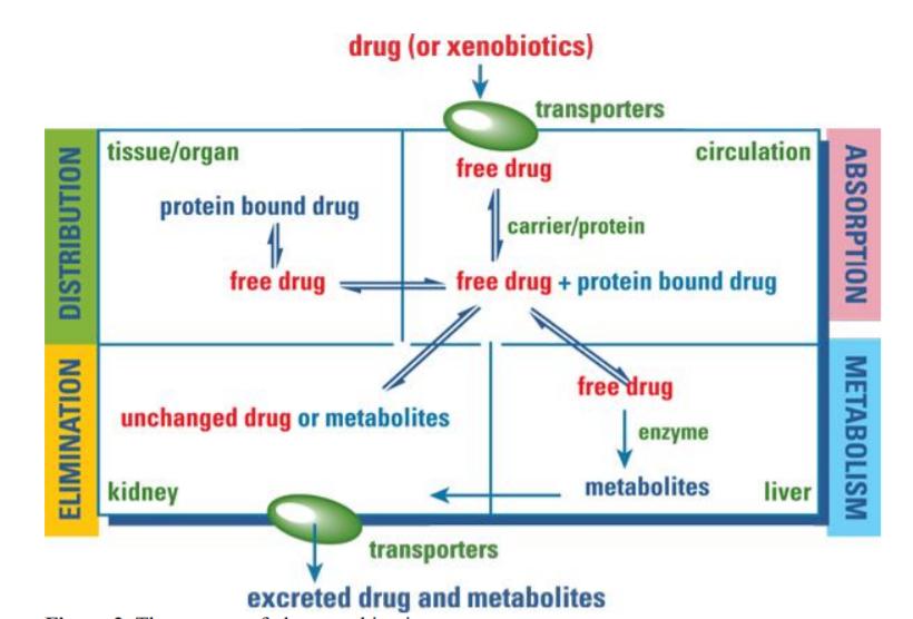 her bir ilaç absorpsiyon, distribüsyon, metabolizma ve ekskresyon gibi süreçlerden geçer.