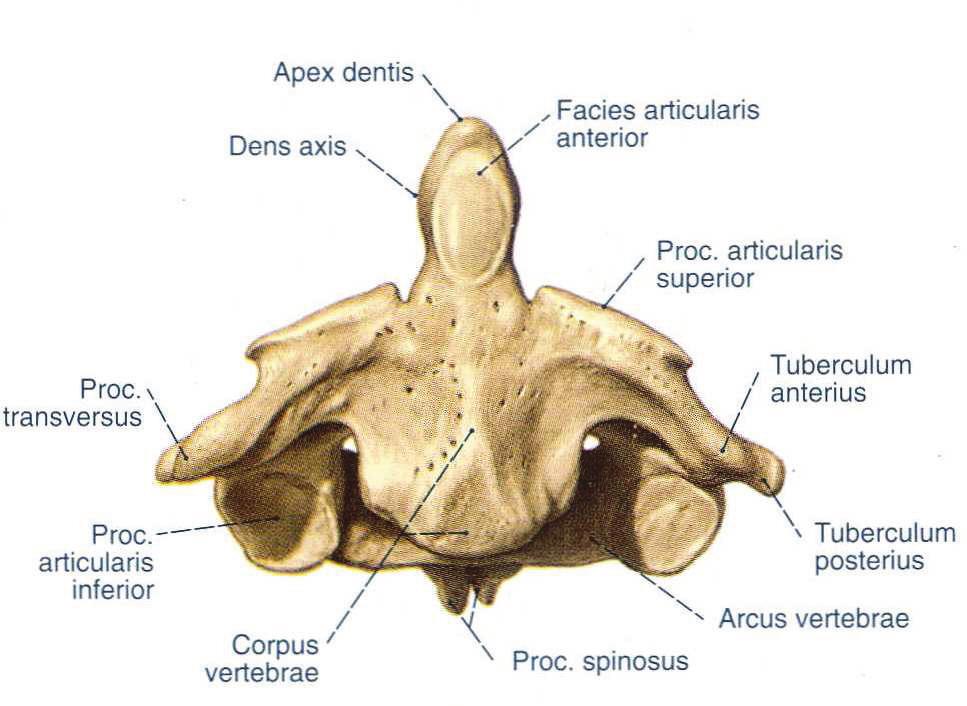 Aksis (C2), aynı zamanda epitrofiz olarak da adlandırılır. Di er vertebralardan anatomisi, hareketlili i ve yük ta ıma özelli iyle belirgin farklılıklar gösterir.