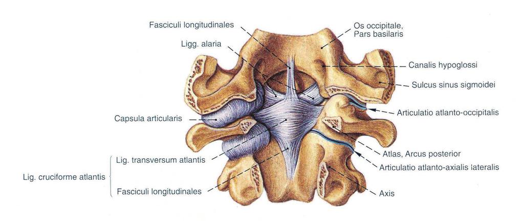 ùekil 4. Aksisin eklemleri Procesus spinozusu geniú ve kuvvetlidir, alt yüzü oluklu ve genelde arka ucu çatallıdır. Procesus spinozusa, m.