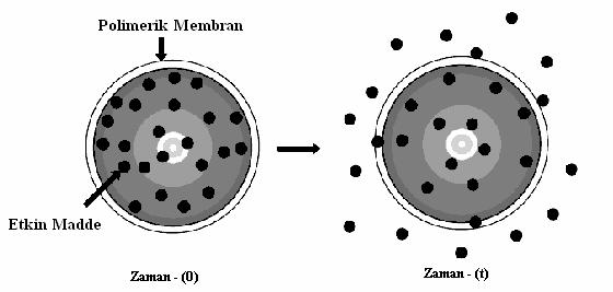 15 a. Membran Sistemler: Depo sistemlerde etkin madde inert bir polimer membran ile çevrelenmiş çekirdek içinde dağılmış olarak yer almaktadır (Şekil 2.2).