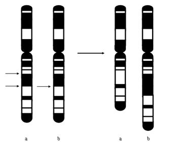 Oluşum nedenleri Eşit olmayan crossing over Translokasyon veya