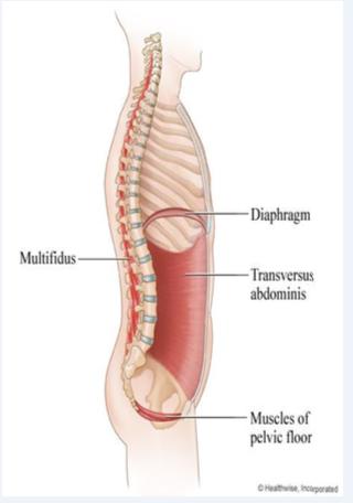 Intrinsic Stabilization Subsystem DÜZELTİCİ/GELİŞTİRİCİ FİTNESS PROGRAMI HAZIRLANIŞI Transverse abdominus, Thoracolumbar fascia, Diaphragm Pelvic floor Multifidus Konsantrik: Yok İsometrik: Lumbar