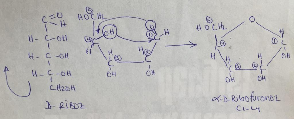 Aldo pentozlarda furan yapının oluşumu (C1-C4) Aldo pentozlar furan yapıya dönerlerken düz zincir yapı sola doğru içeriye kıvrılır.