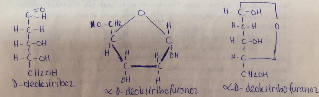 D-Deoksiriboz: D-ribozun bir türevi olarak hücre çekirdeğinin nükleik asitlerinde bulunur. Kalıtımda önemli işlevi vardır. DNA nın yapısında yer alır.