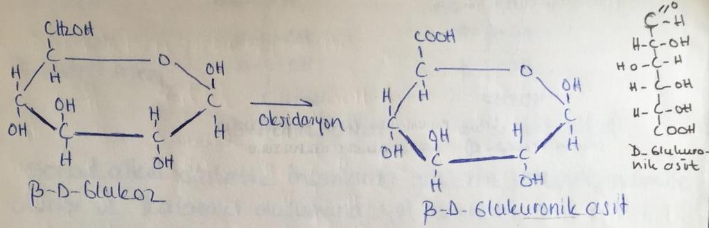 b) Monosakkaritlerin sadece primer alkol grubu oksidasyona uğrayarak karboksil grubuna dönüşür.
