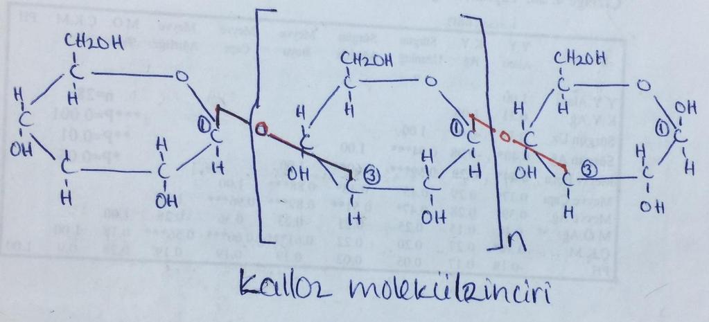 2.2.1.1.3. Kalloz Kalloz molekülü β-d-glukopiranozların β1 3 glikozidik bağla bağlanmaları sonucu oluşur. Bu polisakkaritler yüksek bitkilerde yaygın olarak bulunurlar.