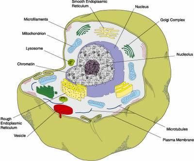 Canlı hücreler ve kimyasal yapı taşları Canlı hücrelerle ilgili kimyasal olayların