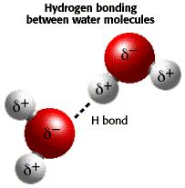 Hidrojen bağları Bir moleküldeki, oksijen, azot veya flor gibi elektronegatif