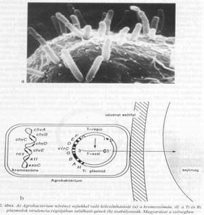 Agrobacterium toprakta yaşayan gram negatif bir bakteri, Rhizobieceae fam.