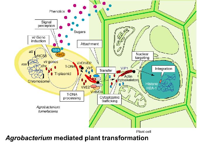 rhizogenes- saçak kök ( hairy root ) hastalığı A.