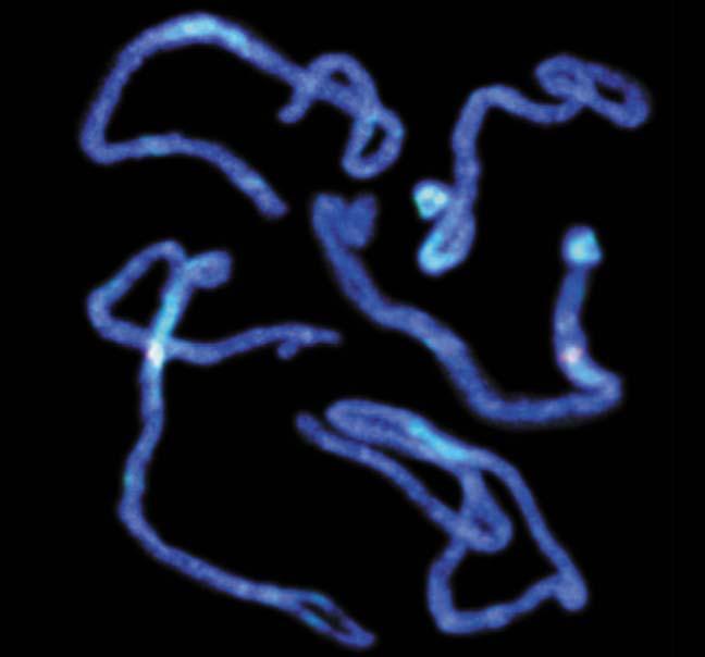 Arabidopsis in üç genomunun özellikleri Nukleus Plastid Mitokondri Genom büyüklüğü 125Mb 154kb 367kb Genom/hücre 2 560 26 Duplikasyon %60 %17 %10 Protein genleri 25498 79 58 Gen