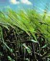 Transcript Abundance in Drought- and Saltstressed Barley, Plant Molecular Biology, 48:551-573, 2002.