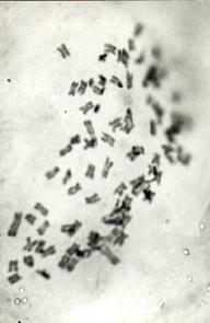 regeneration and chromosomal