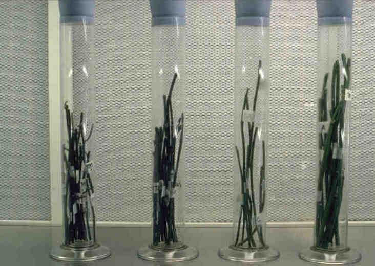 Yüzey sterilizasyonu Kesilmiş bitki materyelini uygun bir kaba koy Musluk suyu ile yıka Alkolde çalkala HgCl 2 (0.