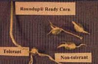 Roundup Ready herbisitine