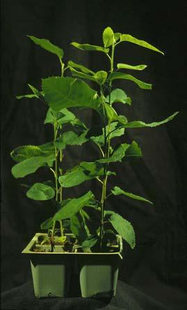 Amelanchier laevis toprağa ve tarlaya aktarım Mikropropagasyon Olumlu Yönleri Bir bitkiden