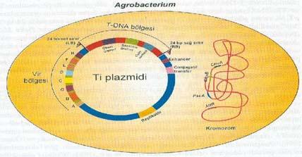 T-DNA aktarımının moleküler mekanizması 1. Agrobacterium un bitki hücrelerine tutunması ve koloni oluşturması 4 3 2. Virülens genlerin uyarılması 1 3. T-DNA transferi 4.