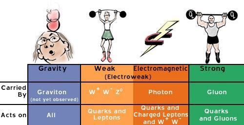 Kuvvet Taşıyıcılar (Aracı Parçacıklar) Aracı Parçacık Kütle Çekimi Graviton (henüz gözlenmedi) Zayıf Elektromanyetik Güçlü