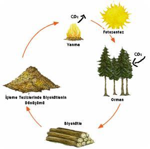 Üretilen organik maddelerin yakılması sonucu ortaya çıkan karbondioksit ise, daha önce bu maddelerin oluşması sırasında