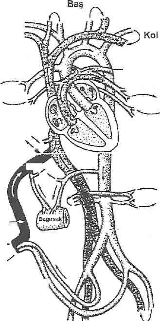 Baş Kol Kol Duktus arteriyozus Akciğer Akciğer Karaciğer Duktus venozus Böbrek Umbilikal ven Plasenta Umbilikal Arter Bacaklar Şekil 1; Doğum öncesi dolaşım fizyolojisi (7) Doğumdan Sonra Yenidoğanda