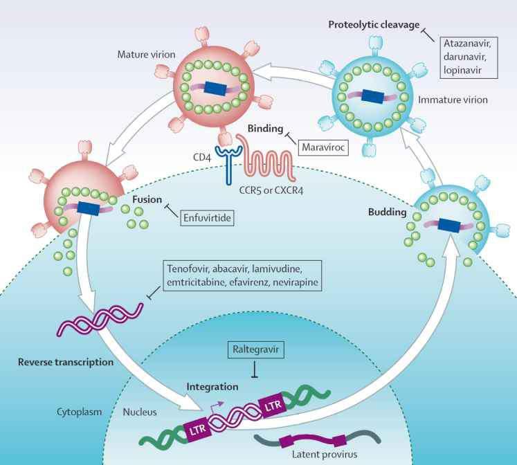 Atazanavir, Lopinavir, Darunavir, Ritonavir, Indinavir, Saquinavir, Fosamprenavir, Nelfinavir, Tipranavir Maraviro c Enfuvirtid e Efavirenz Nevirapin e