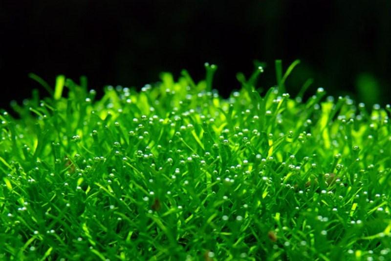 KÖK: BRYOPHYTA KARA YOSUNLARI Sınıf: Gerçek Kara yosunları (Musci) Sınıf: Ciğer Otları (Hepaticeae) - Toprak yüzeyine yatık büyürler, - Gövde yassıdır, yaprak şeklindedir, ciğere benzer -Belirgin bir