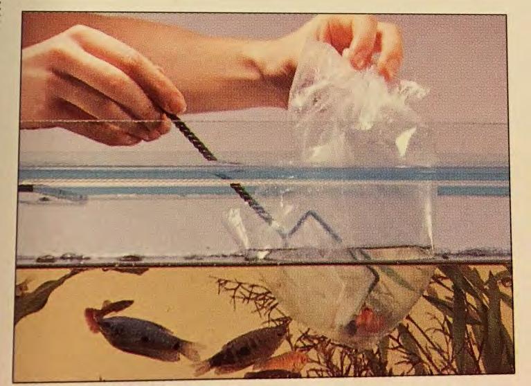 2. Bir saat sonra balığı serbest bırakın. Potansiyel kirlenmeyi önlemek için plastik torbadaki suyu akvaryuma karıştırmamak en iyisidir.