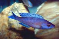 Tanganika çikletleri Leptosoma (Cyprichromis leptosoma) En az 6 bireyden oluşan bir grup içinde beslenmesi gereken bir sürü balığıdır.