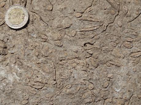 Örneğin: Trilobit fosili Paleozoyik-Kambriyen döneminde yaşamıştır (Şekil ).