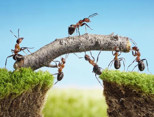 TAKIM ÇALIŞMASI VE EKİP OLMAK Ekip halinde çalışanların yüksek motivasyon ile çalışmaları, bilgi ve becerilerini birleştirerek sinerji yaratmaları.