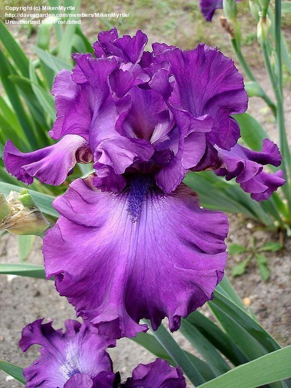 Latince adı Türkçe adı Familyası Anavatanı Iris germanica Süsen Iridaceae Kuzey