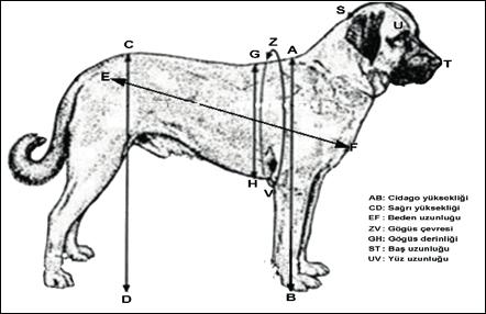 Tablo 1. Morfolojik özelliklerin belirlenmesinde kullanılan köpek sayıları Kangal Akbaş Kars Melez 33 47 43 37 33-65 - - Toplam 127 96 77 168 468 Tablo 2.
