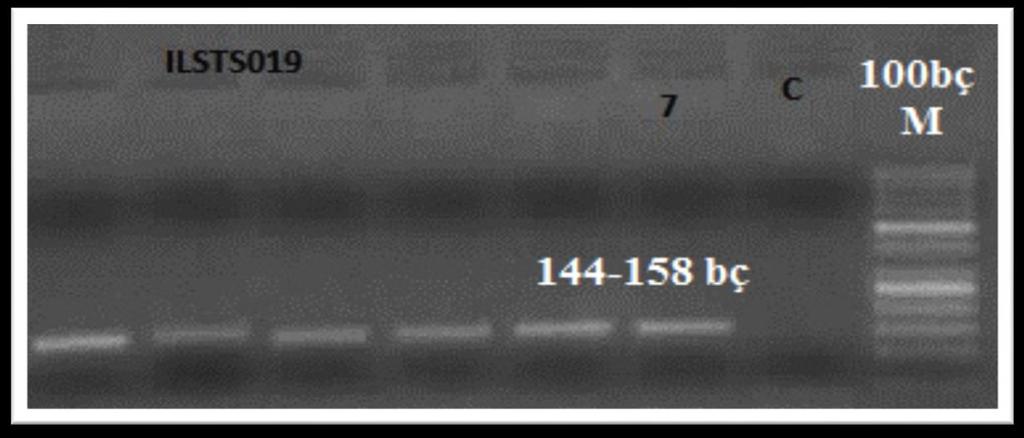 Belirtecinin PCR Görüntüsü