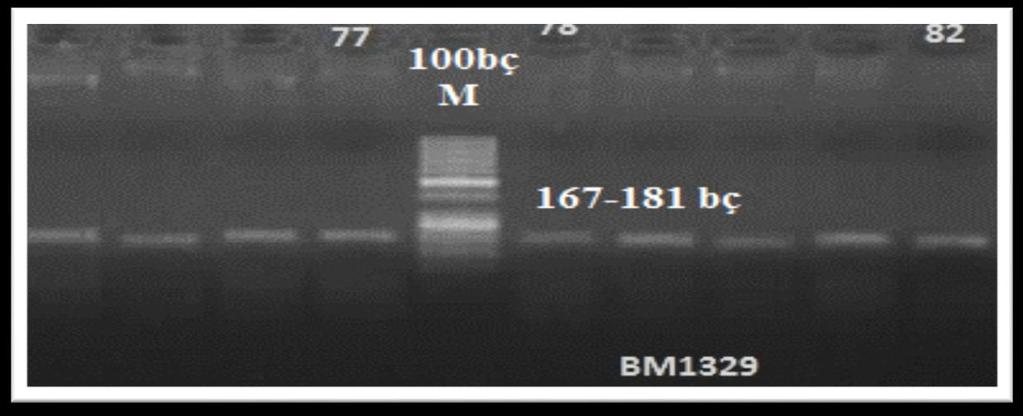 9 Mikrosatellit Belirtecinin PCR Görüntüsü 4.3.