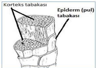 Şekil 3 İnce yün