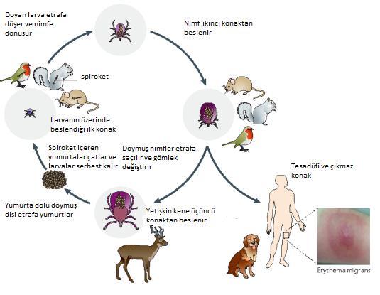 Ixodes spp. üç hayat döngüsüne sahiptir. Bunlar larva, nimf ve ergindir (Schwan ve ark, 1995).