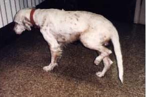 Resim 5. Lyme hastalıklı bir köpekte artrit bulgusu En az 1 yıl klinik olarak tedavi edilmemiģ köpeklerde iyileģme inatçı olabilir.