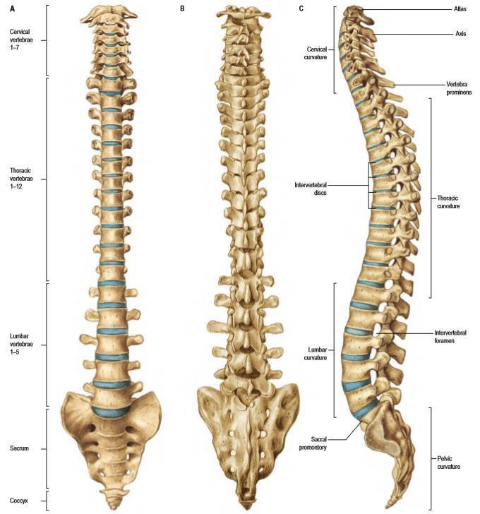 boyunca uzanarak gövde ağırlığını kalça eklemleri ile alt ekstremiteye aktarır. Erişkin omurgası genellikle 33 omurdan ve bunların arasında bulunan intervertabral disklerden oluşur.