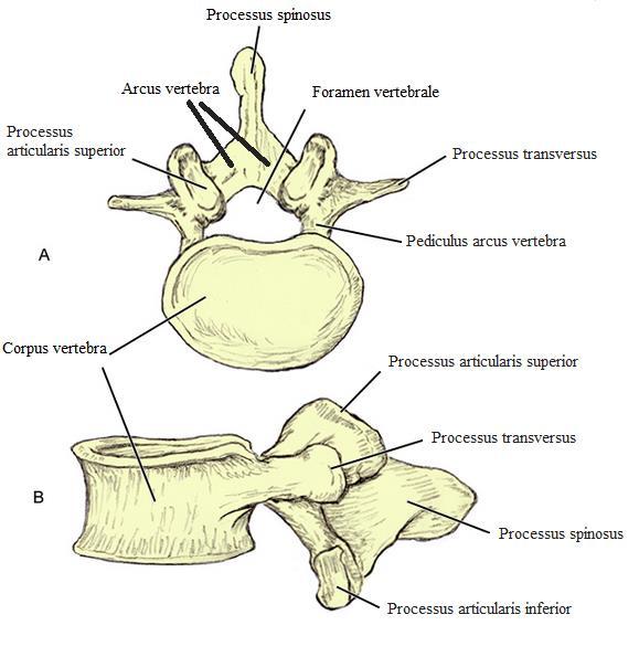 Corpus vertebra: Kısa, kalın ve silindirik olan corpus vertebra omurun ön bölümünü oluşturur. Destek görevi görür, üst ve altta diskler ile eklem yapar (Şekil 3).