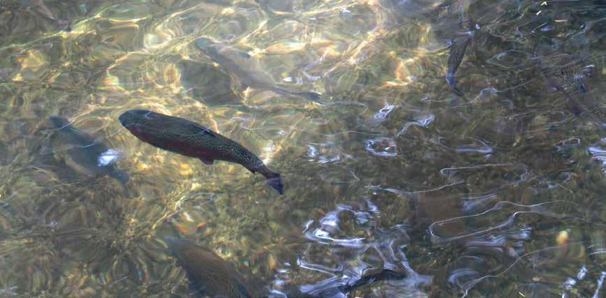 !تعتبر قيصري مدينة العالمة التجارية في مجال سمك السلمون ينتج سمك السلمون في مناطق المرافق الخاصة بذلك في سد ياموال بنار باشي يهيالي و ساريز من المقاطعات التابعة للمحافظة.