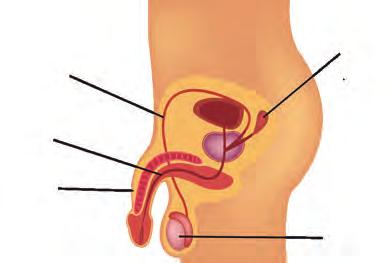 198 Erkeklerde Üreme Sistemi Erkeklerde üreme sistemi; testisler, sperm kanalı, penis ve yardımcı salgı bezlerinden oluşur. Testis: Erkek üreme hücrelerinin (sperm) üretildiği kısımdır.