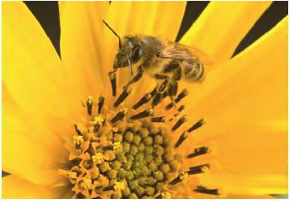218 4. ARI KOLONİSİ ÇÖKME HASTALIĞI Endişe verici bir doğal olay dünyadaki arı kolonilerini tehdit etmektedir. Bu doğal olay koloni çöküş hastalığı olarak adlandırılmaktadır.
