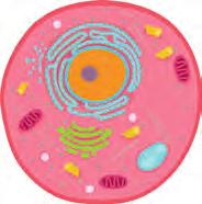 Bitki hücresinin dış kısmındaki cansız hücre duvarı hücreye dayanıklılık ve sertlik kazandırır.