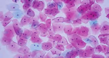 Hücre organellerini ve görevlerini inceleyelim: Ribozom Golgi cisimciği Çekirdek Endoplazmik retikulum Koful Ribozom